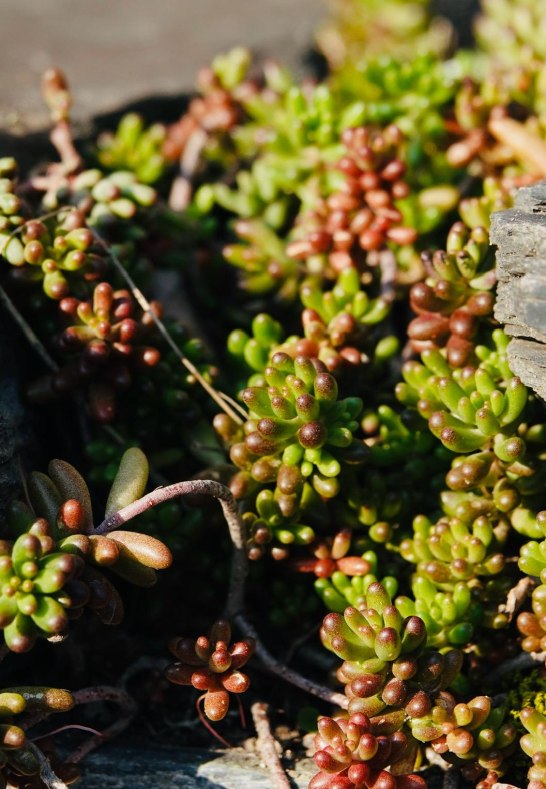 DSC03500 | © AnyaFi