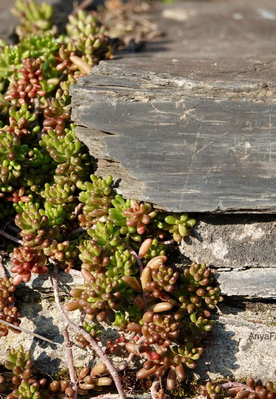 DSC03501 | © AnyaFi