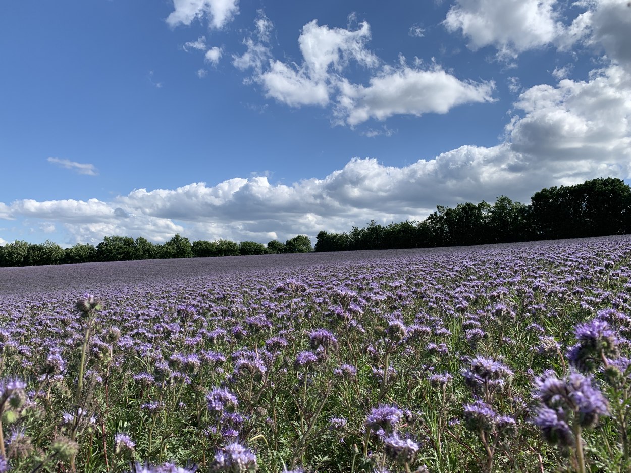 Phacelia Wiese | © Marcel Rüdesheim