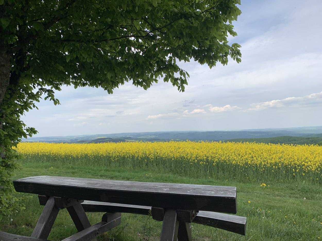 Rapsblüte Ruhebank | © Marcel Rüdesheim