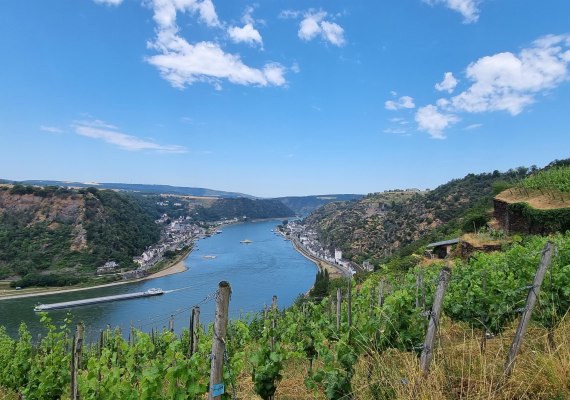 Weinberge | © Ulrike Dallmann